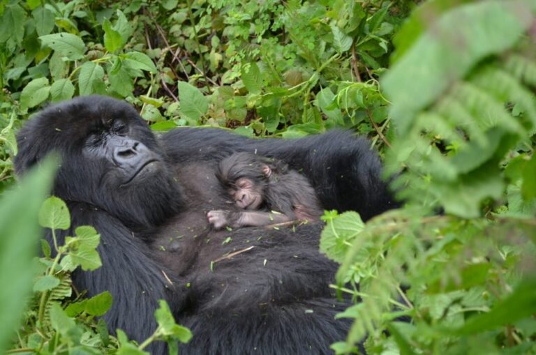 The Gorilla Habituation Experience is one of the most rewarding wildlife activities