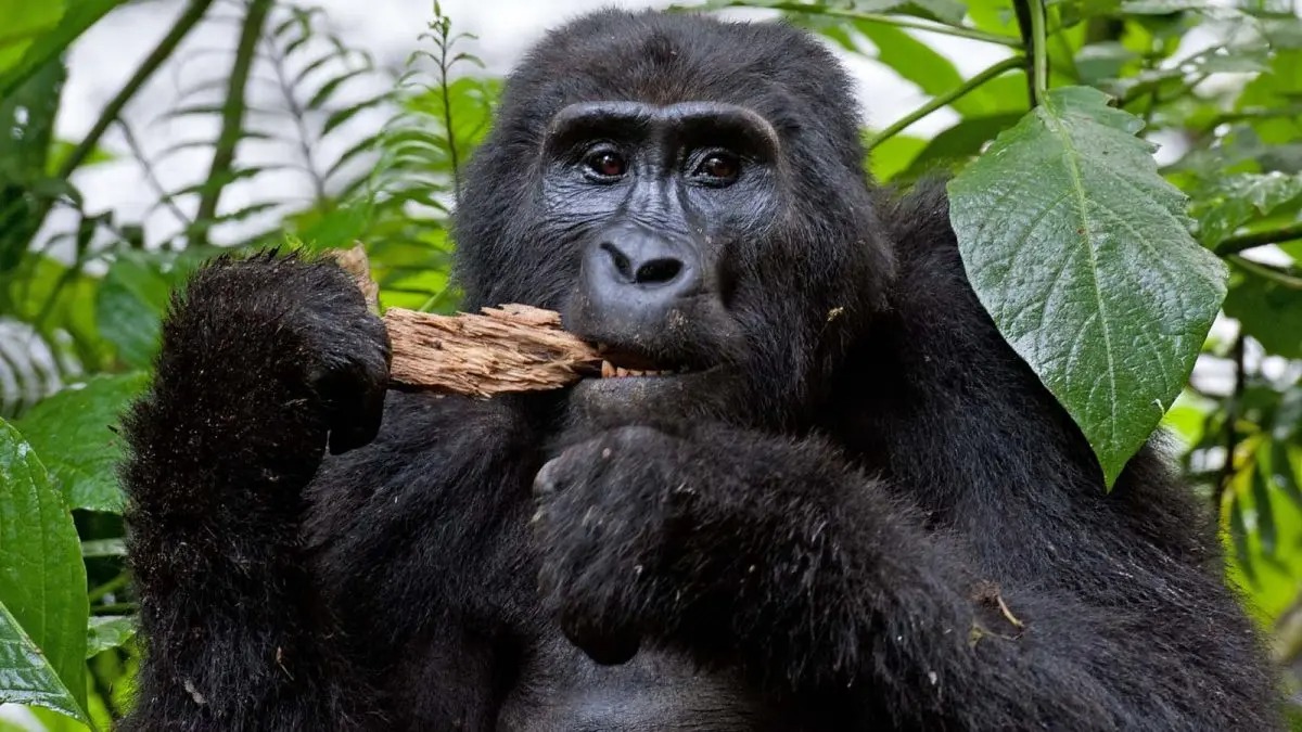 Mgahinga Gorilla National Park