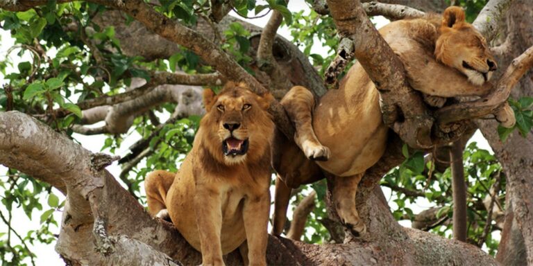 Wildlife in Queen Elizabeth National Park Uganda