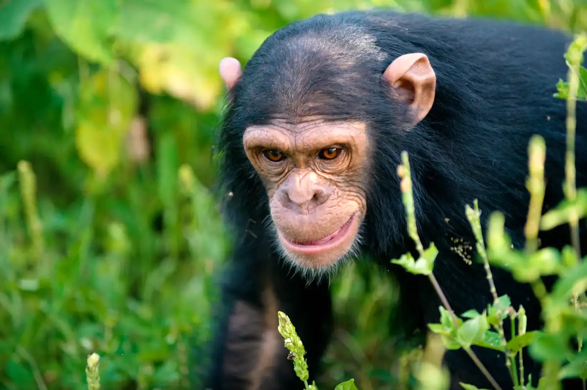 5 Days Gorilla And Chimpanzee Safaris.