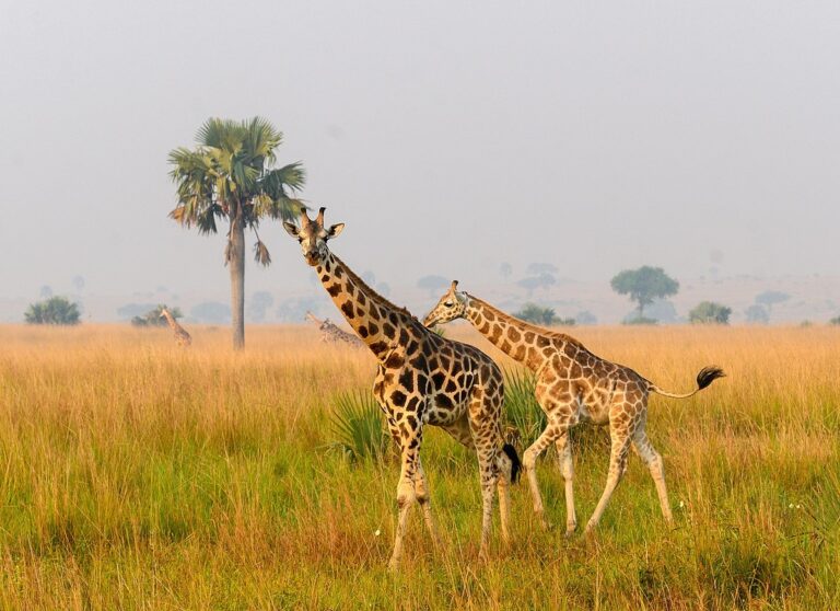 Wildlife Safari in Uganda