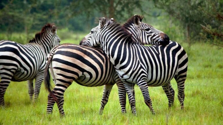 Game Drives in Uganda