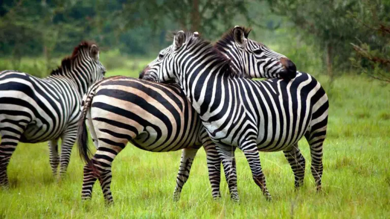 Game Drives in Uganda