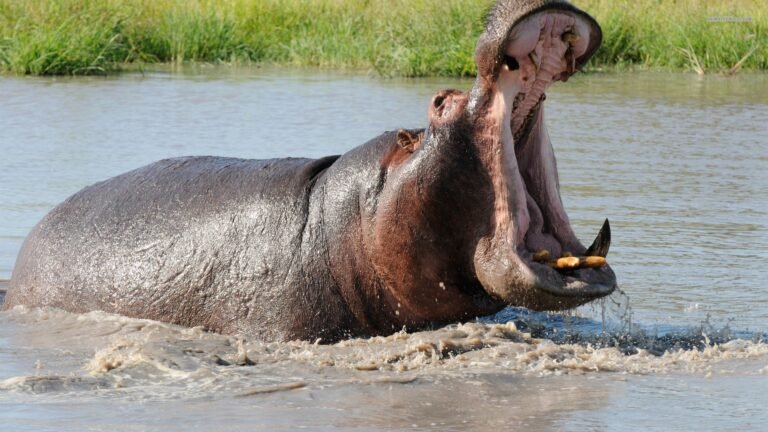 10 Days Uganda Safari