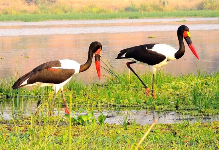 Bird Watching in Uganda in national parks