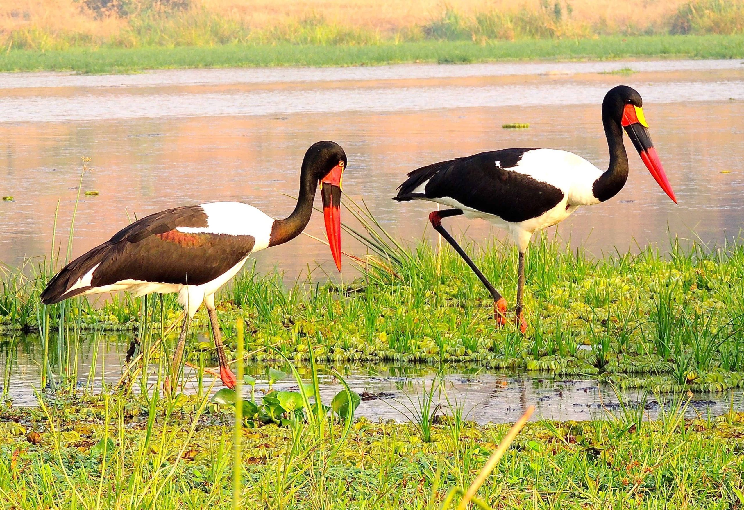 Birding Watching In Uganda