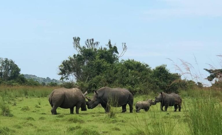 All you need to know about Ziwa Rhino Sanctuary