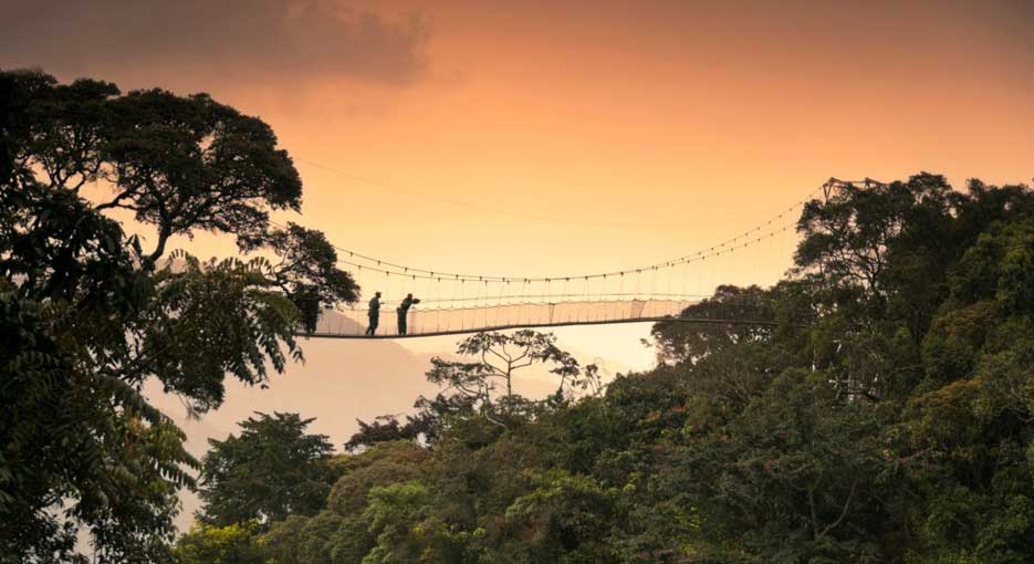 canopy walk in Nyungwe forest national park