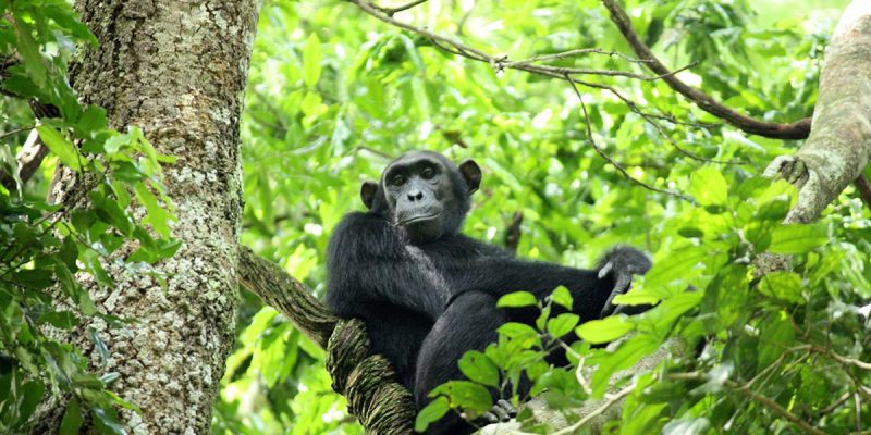2 Days Kibale Chimpanzee Trekking Tour.