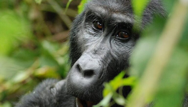 Gorilla trekking safaris in Uganda is one of the most extraordinary wildlife adventures in Africa.