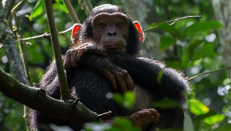 Chimpanzee Tracking In Murchison Falls National Park