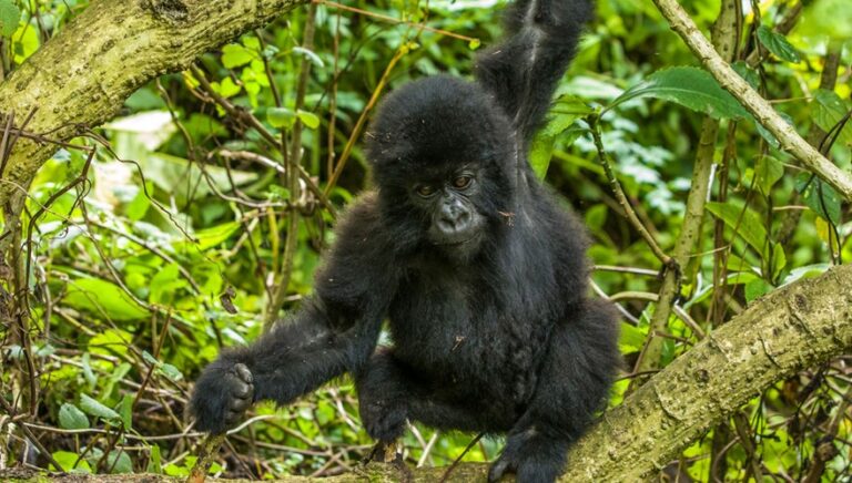 Gorilla Trekking Sectors In Bwindi Forest Impenetrable Forest National Park