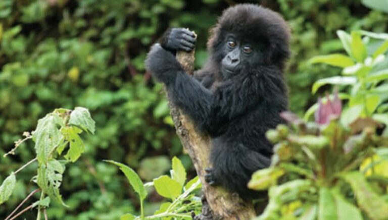 How To Get To Bwindi Impenetrable Forest National Park