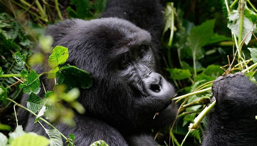 2 Days Rwanda Gorilla Trekking