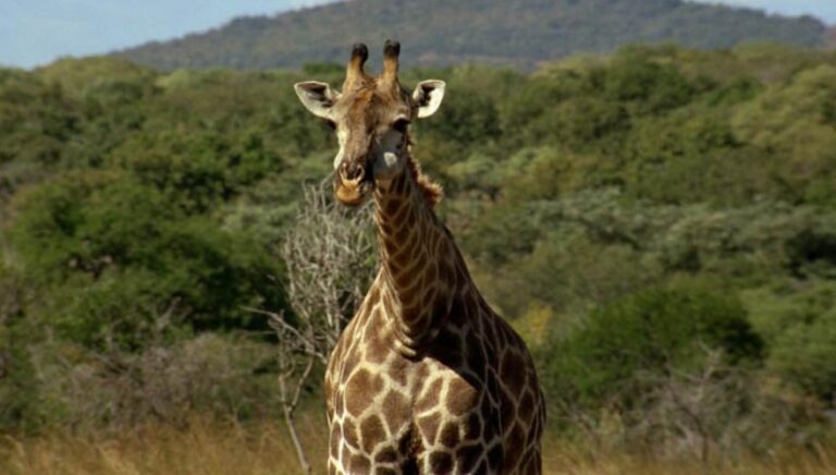 Game Drive In Murchision Falls National Park