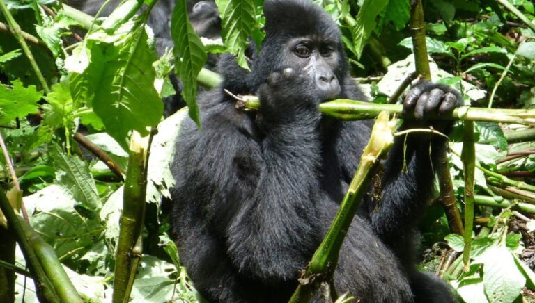 Why choose Jeisking Tours Limited to organize for you a  Uganda safari?