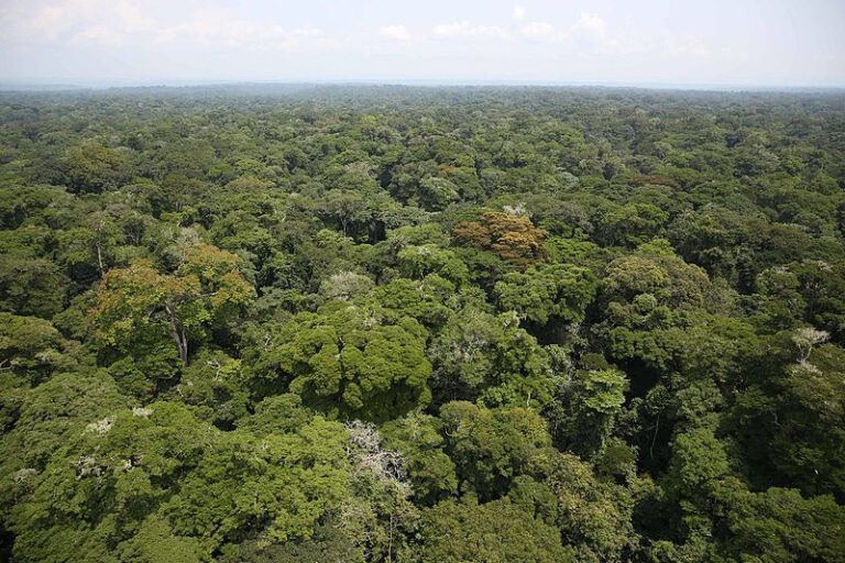 The Nile Congo Basin Trail