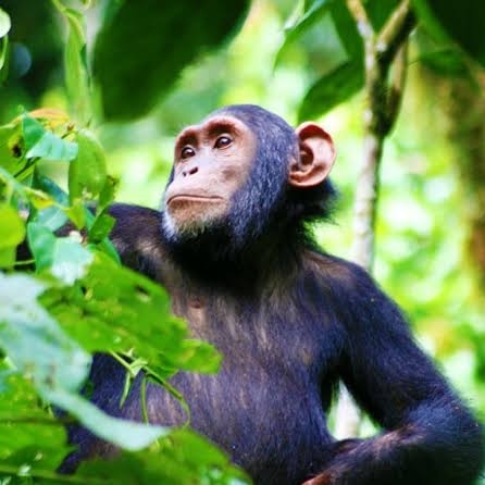 2 Days Kibale Chimpanzee Trekking Tour
