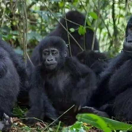 Gorilla Family tours in Uganda