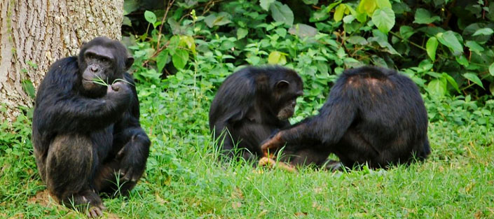 ngamba island chimps