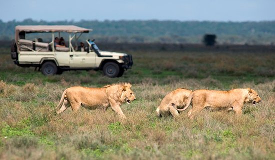 murchison falls game drive