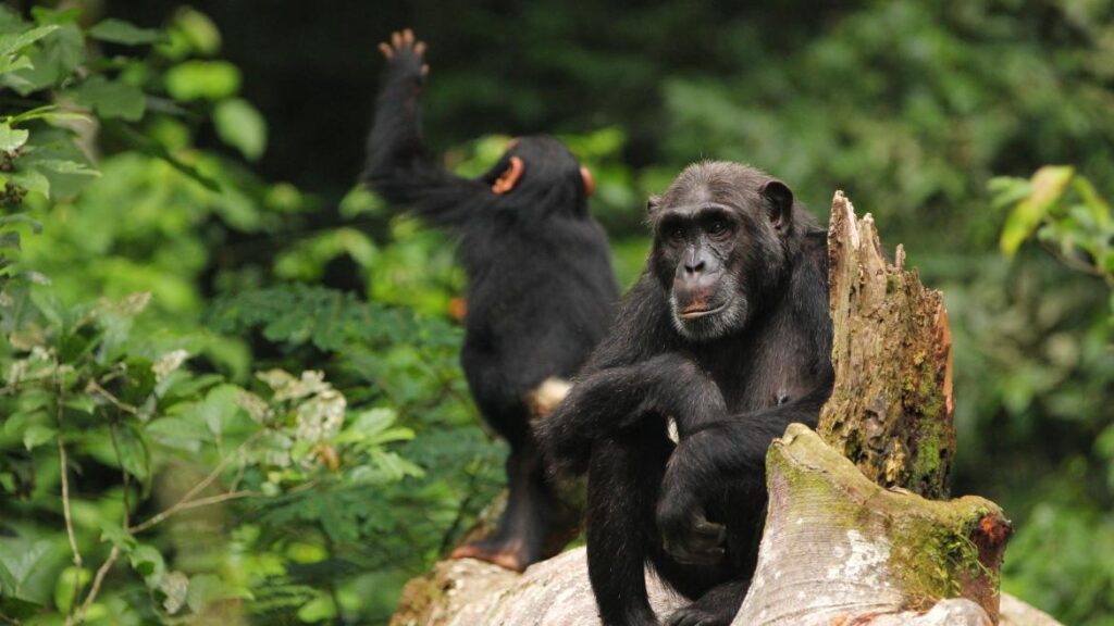 kibale chimps