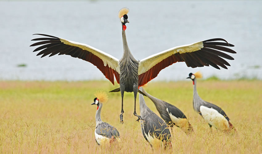 birding in murchiosn falls 