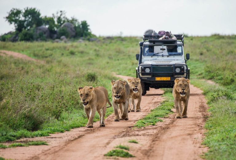 Best rental camping cars to hire for safari in Uganda