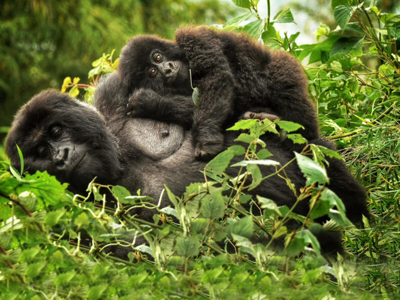 gorilla and chimpanzee safari