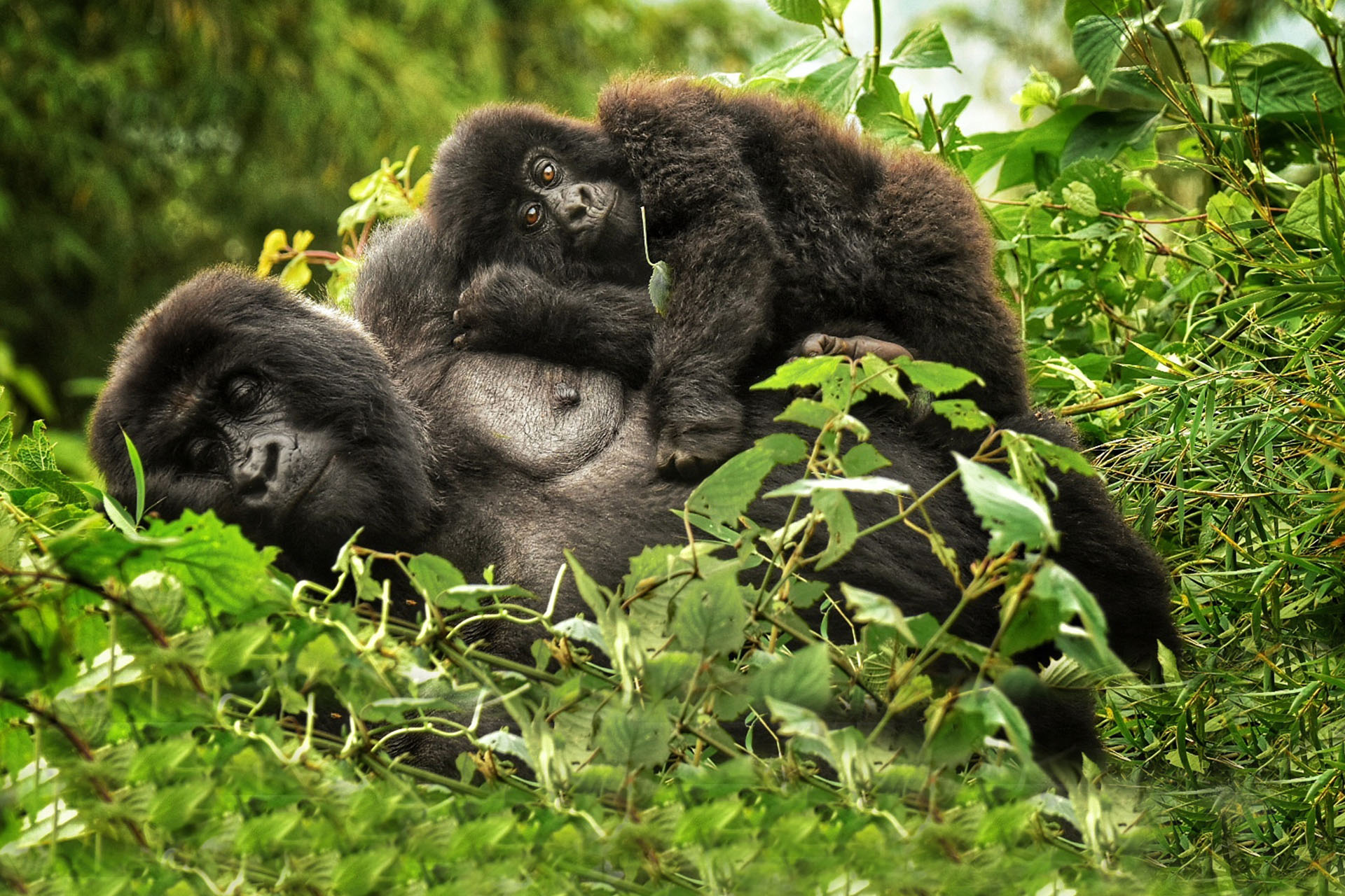 Gorilla And Chimpanzee Safari