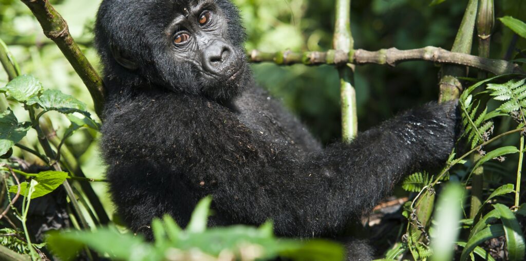 uganda rwanda gorilla safai 
