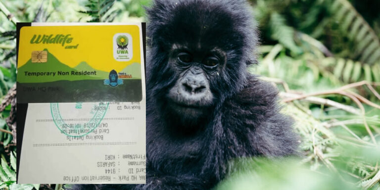 How To Book Gorilla Permit In Uganda And Rwanda