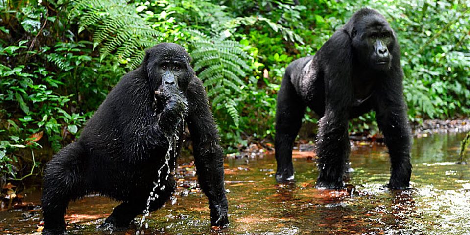 gorilla treking