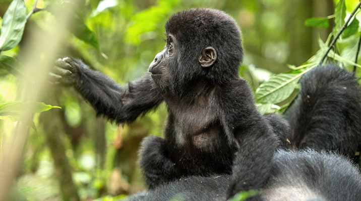 best time for gorilla trekking 
