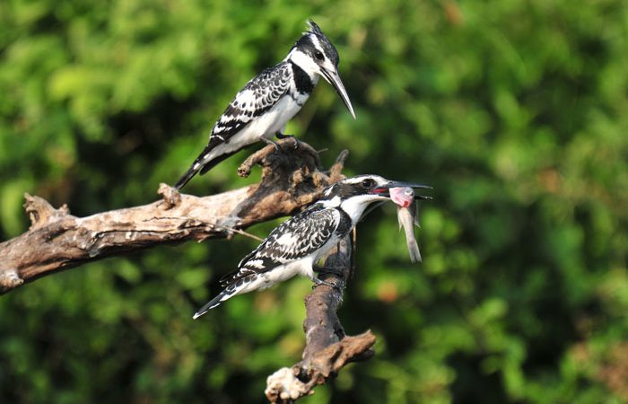 uganda birds 