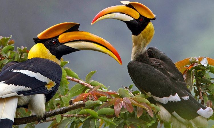 birding in Uganda 