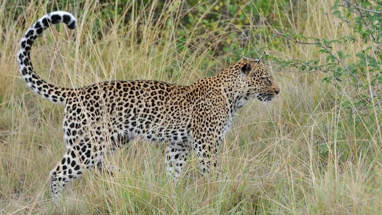 Big five Safaris in Uganda