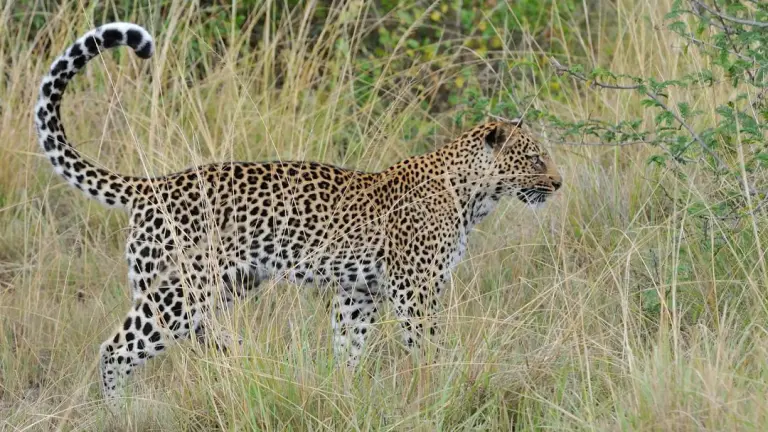 Big five Safaris in Uganda