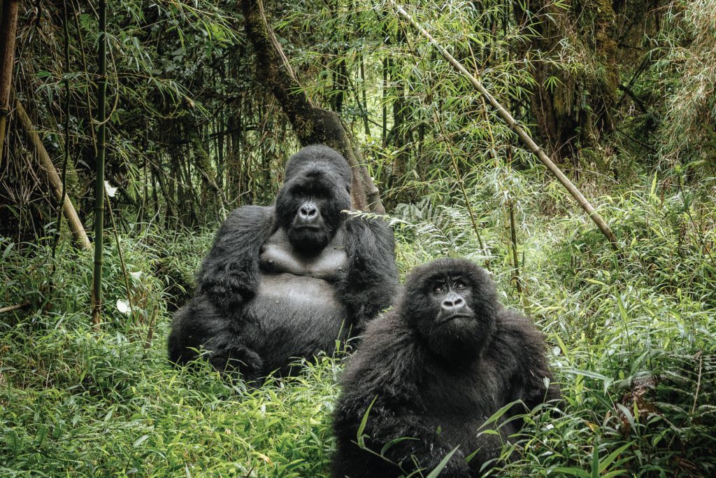 gorilla trekking in bwindi

