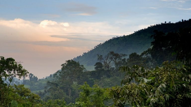Which is the Best Uganda National Park to Explore on a Ugandan Safari in 2024/2025?