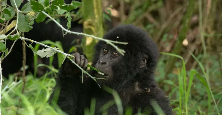 Where to See Gorillas in Uganda
