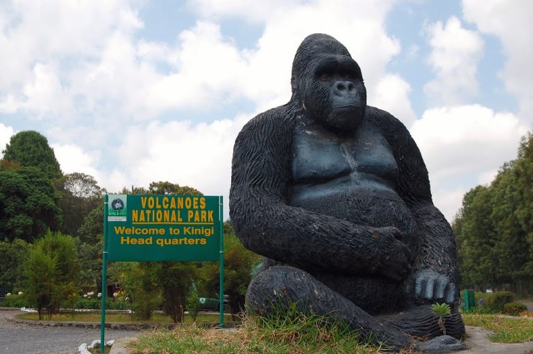 Volcanoes vs Bwindi for gorilla trekking, Gorilla Trekking Destination in Rwanda