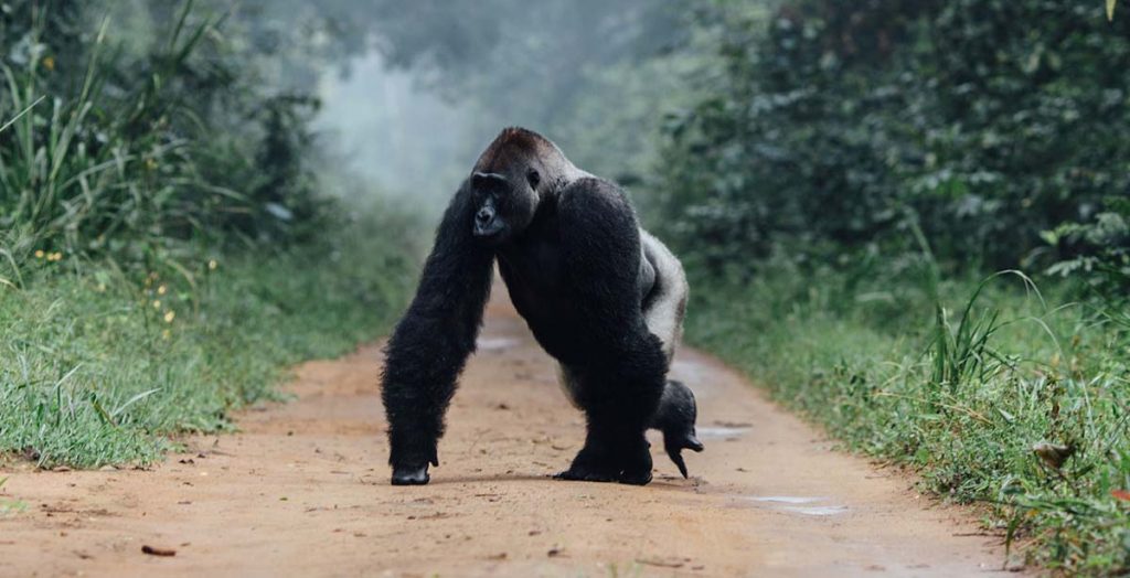 congo brazaville lowland gorillas
