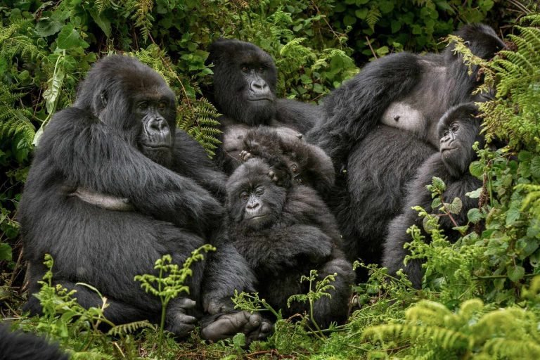 Where is the Best Place to See Mountain Gorillas in Africa?