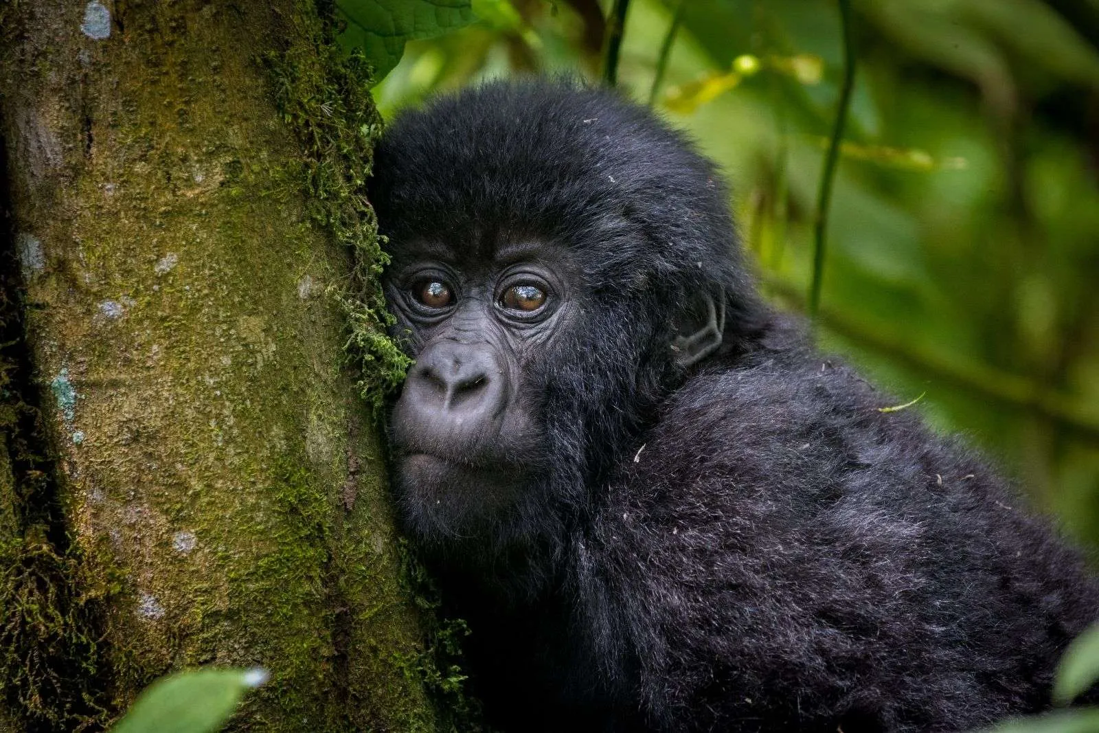 Best Time to Visit Bwindi Impenetrable 