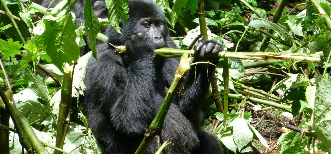 Where to See Gorillas in Uganda