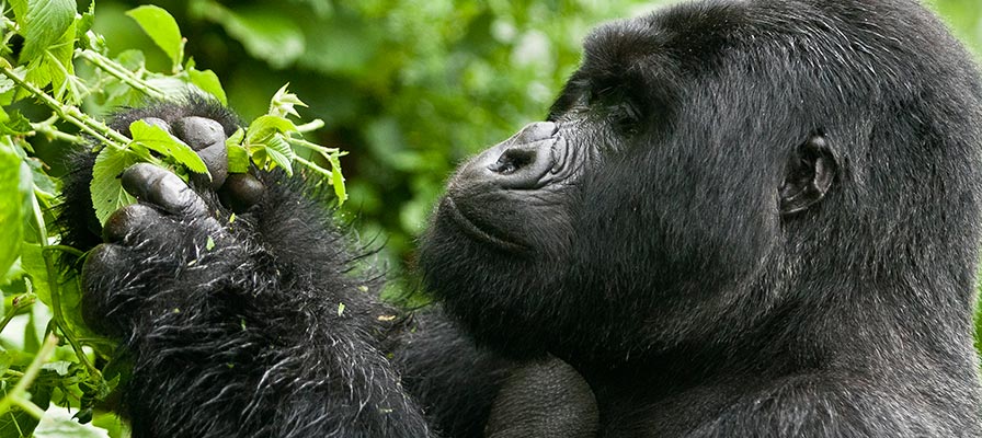gorilla trekking in uganda 