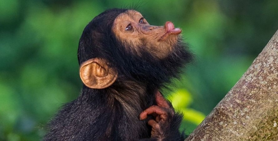 kibale forest national park