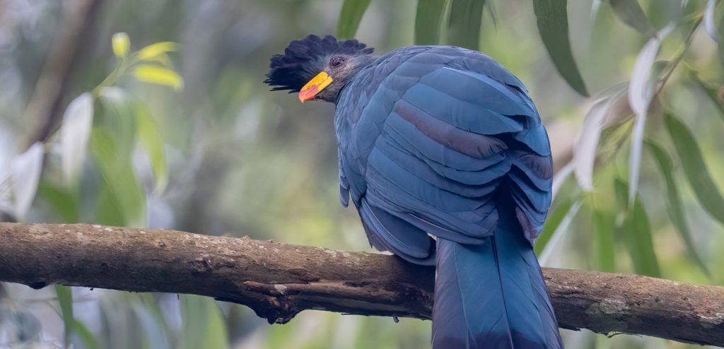 turaco birds