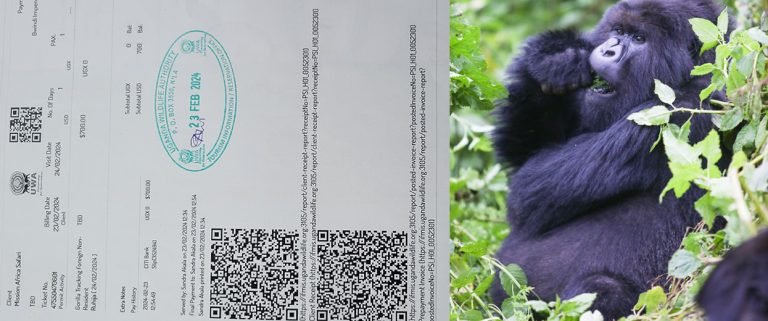 Availability of Permits for Gorilla Trekking